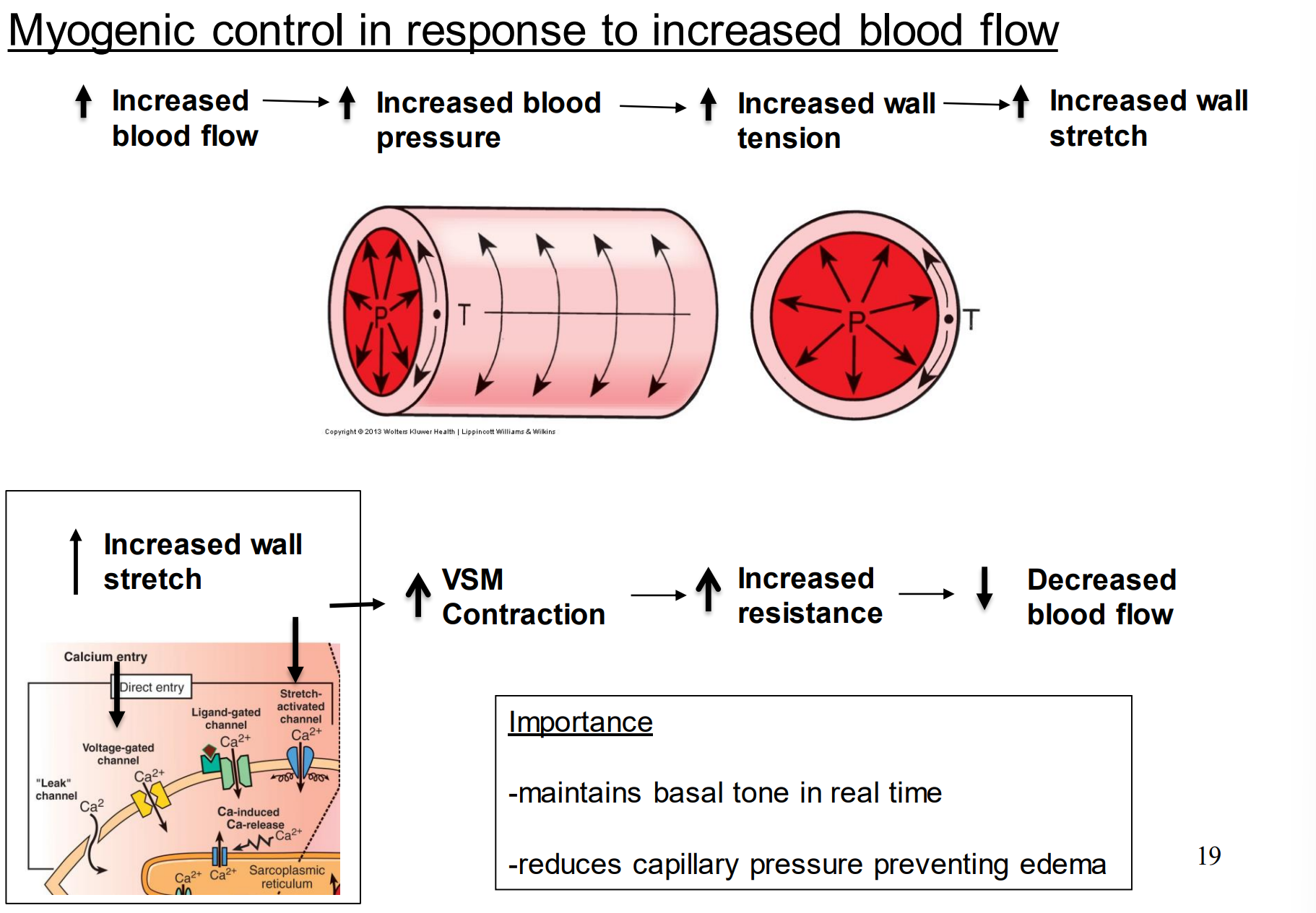 <p>When does myogenic control of the basal tone occur?</p>