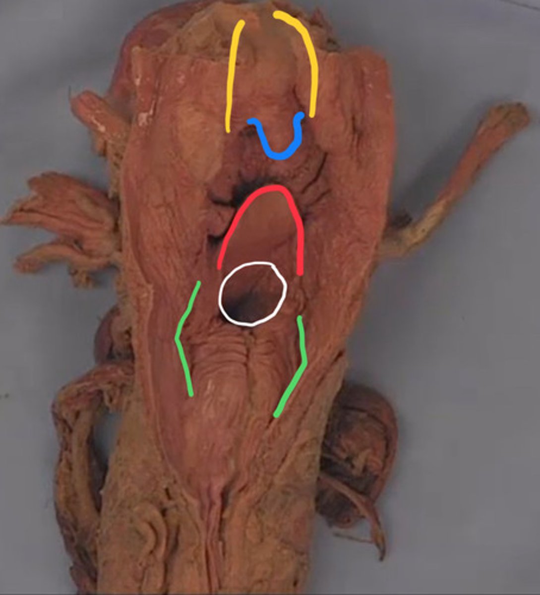 <p>What is the structure outlined in yellow? (constrictor muscles are reflected)</p>