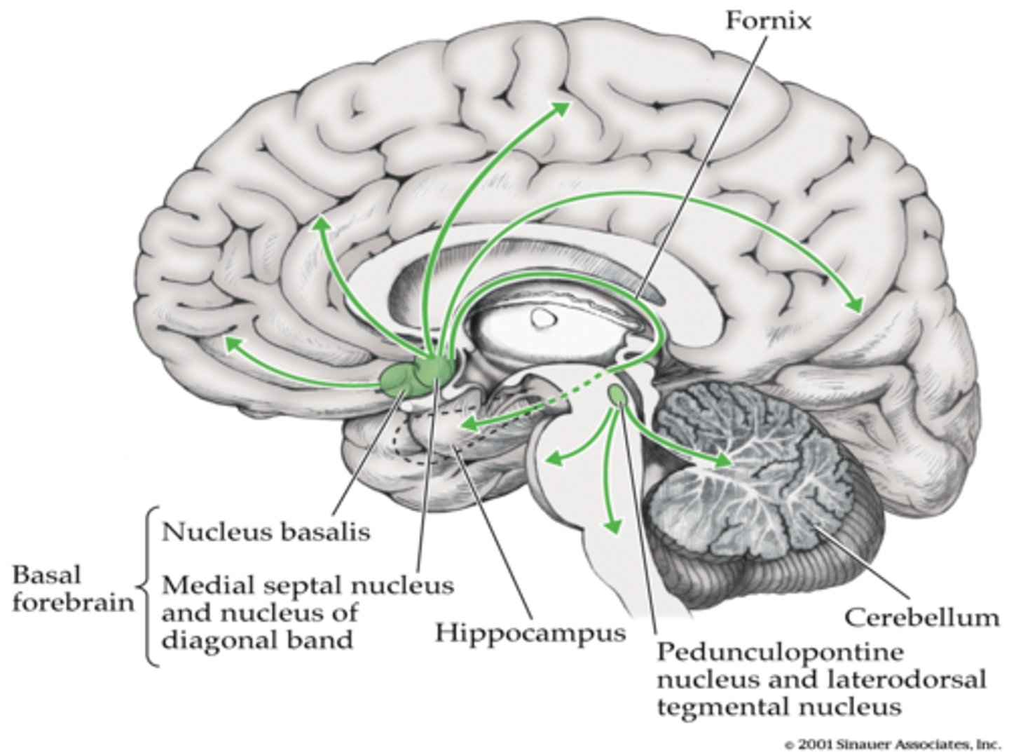 <p>•Acetylcholine pathways starting from the basal forebrain nuclei regulate the activity of the hippocampus. (disruption of these pathways leads to disruption of memory and learning)</p>