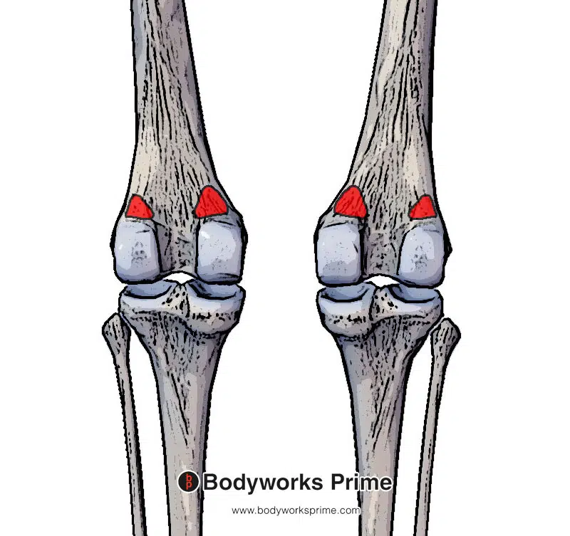 <p>Condyles of the femur, posterior surface</p>