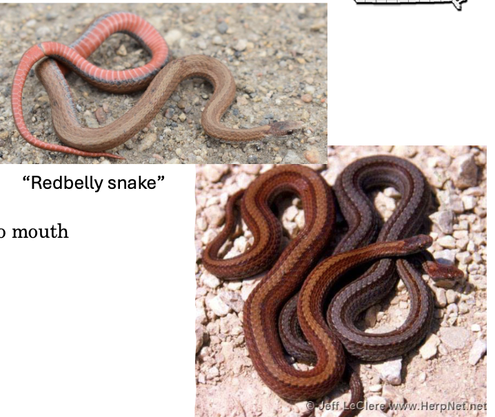 <p>red-belly snake</p><ul><li><p>brown/grey/reddish brown, red ventral side (belly)</p></li><li><p>pale dorsal stripe, no dark stripe from behind eye to mouth </p></li><li><p>scales <u>keeled,</u> anal plate <u>divided</u></p></li></ul><p></p>