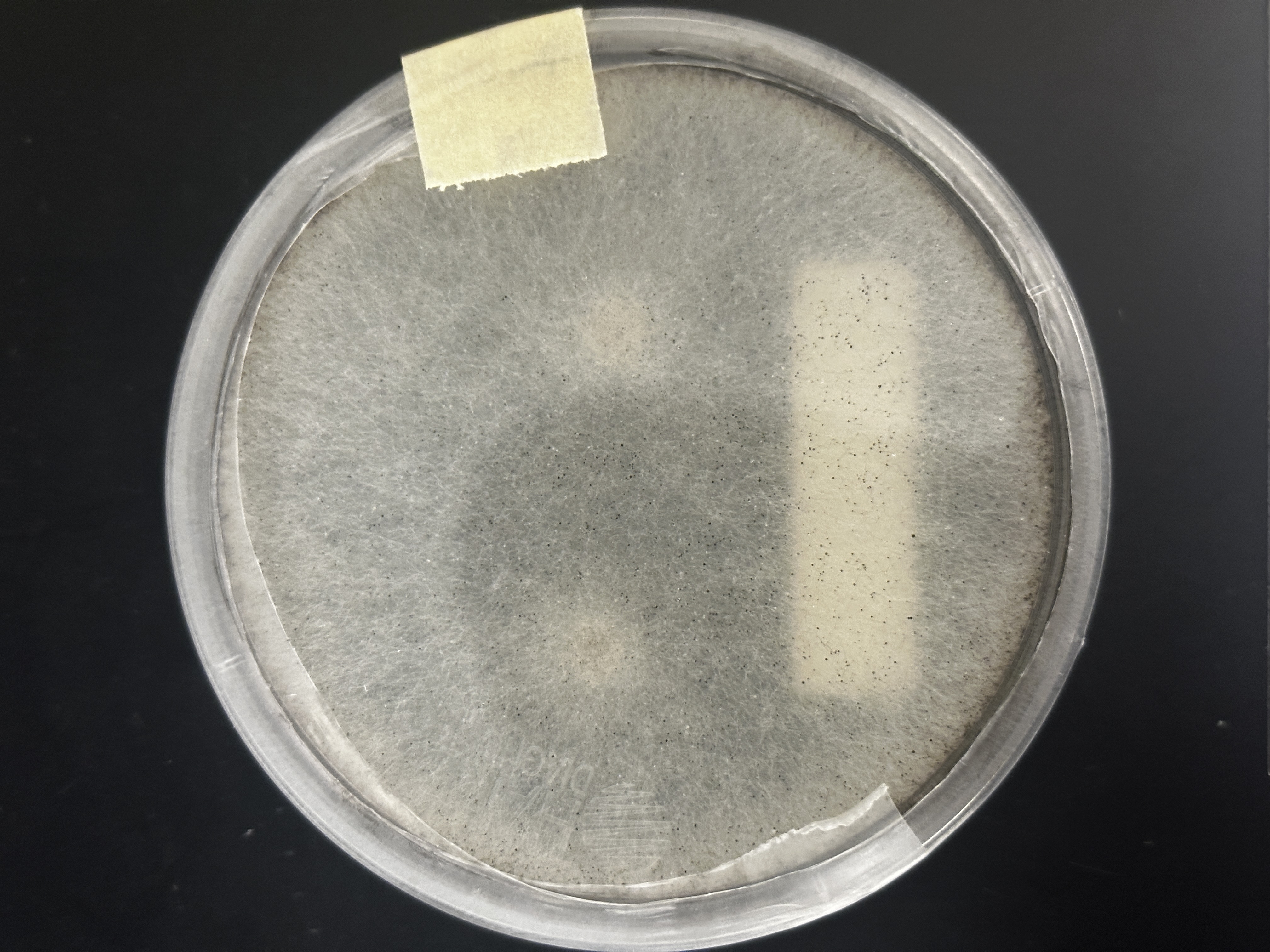 <p>Identify (Domain, Kingdom, Clade)</p>