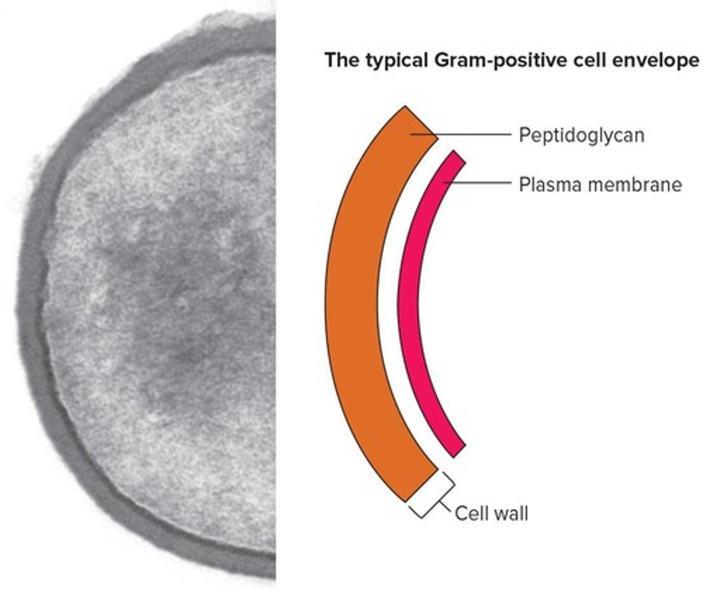 <p>Stain purple; thick peptidoglycan layer.</p>