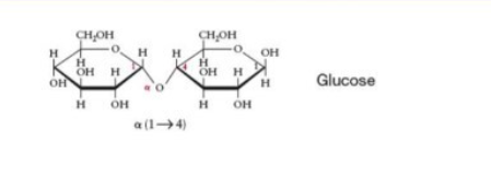 <ul><li><p>made of glucose</p></li></ul>