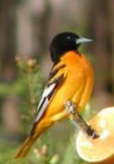 <p>Icterus galbula</p>