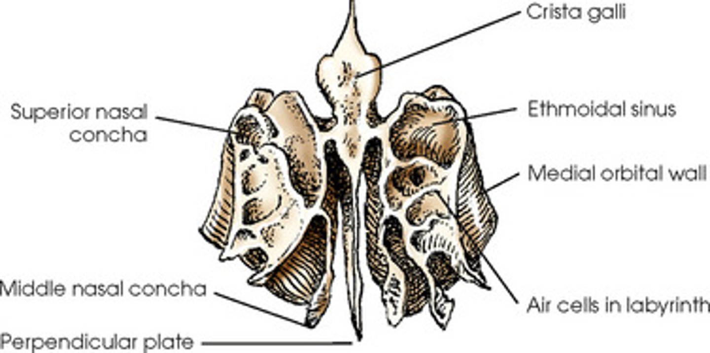 <p>-The lateral portion of the ethmoid</p><p>- contain ethmoid air cells in ethmoid sinuses</p>