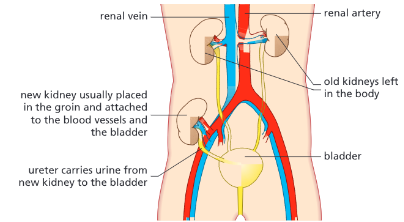 <p>It functions like a healthy kidney and it cleans and balances the blood.</p>