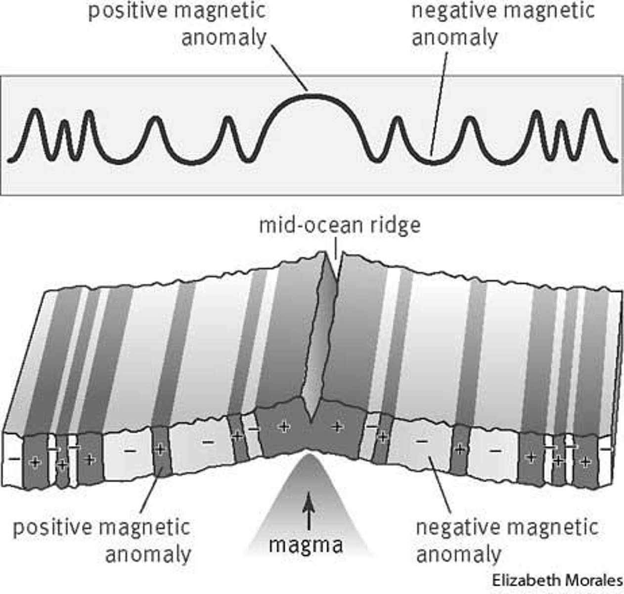 <p>pattern of long, narrow bands of high or low magnetic intensity (based on variation of magnetism of rocks) on seafloor parallel to the crest of a mid-ocean ridge</p>