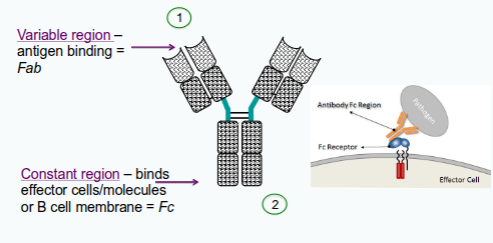 <p><span style="color: rgb(0, 0, 0);"><span>1. bind specifically to the pathogen/products that elicited response</span></span><span style="color: rgb(0, 0, 0);"><br></span><span style="color: rgb(0, 0, 0);"><span>2. recruit other cells and molecules to destroy the pathogen</span></span><span style="color: rgb(0, 0, 0);"><br></span></p><p><span style="color: rgb(0, 0, 0);"><span>Each function – recognition and effector activity - are structurally separated in the molecule</span></span></p>