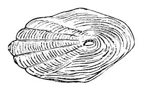 <p>Which scale is this?</p>