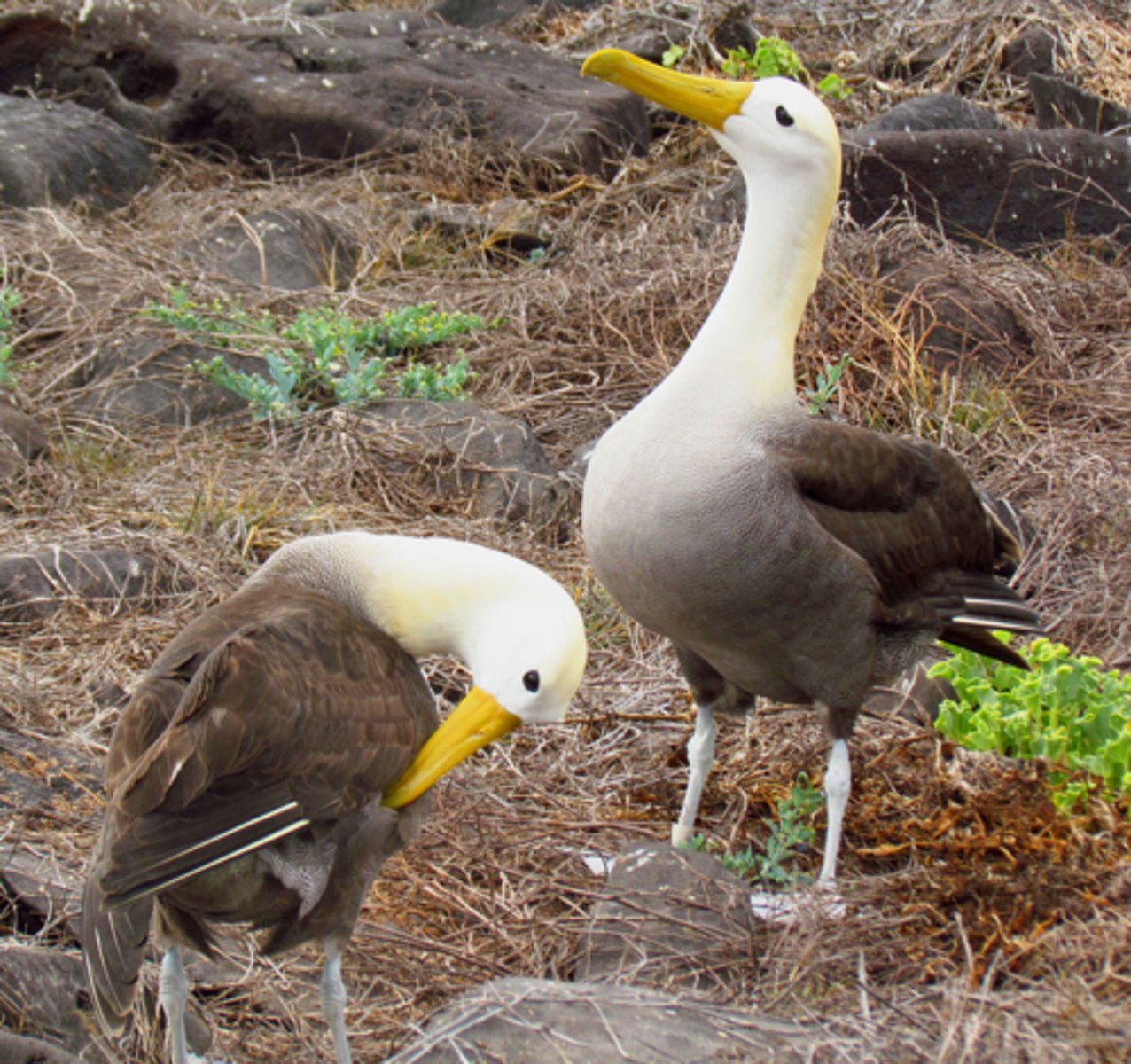 <p>Waved Albatross (8 facts)</p><p>- 1 Diet/Prey</p><p>- 1 Size/Color</p><p>- 1 Locations</p><p>- 4 Reproduction/Displays</p><p>- 1 Other</p>