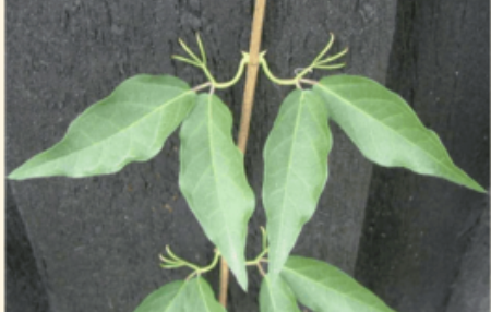 <p>What kind of modification is this?</p>