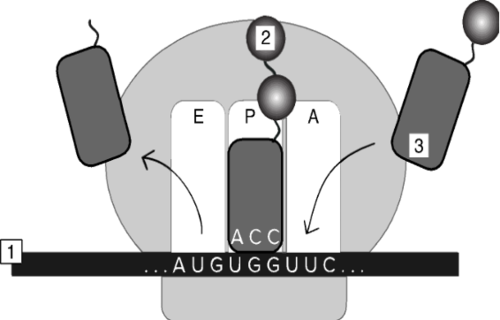 <p>e. 5&apos; end of mRNA</p>