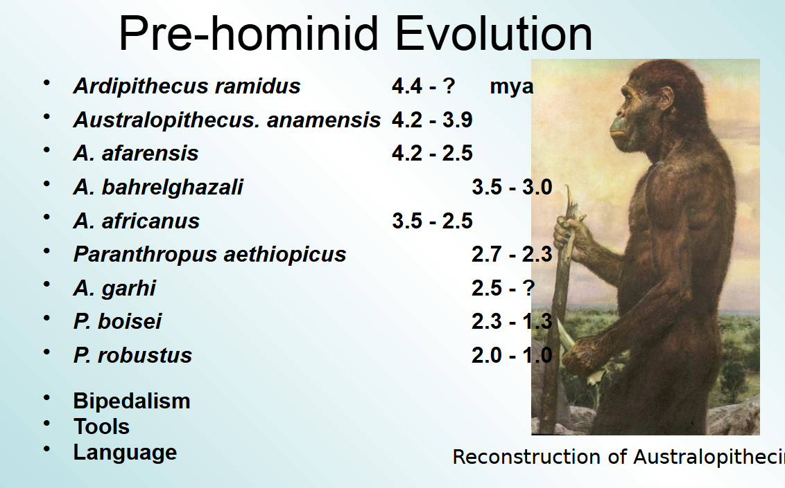 <p>Our hominoid ancestors had longer jaws - prognathic jaws - than those of modern humans</p>