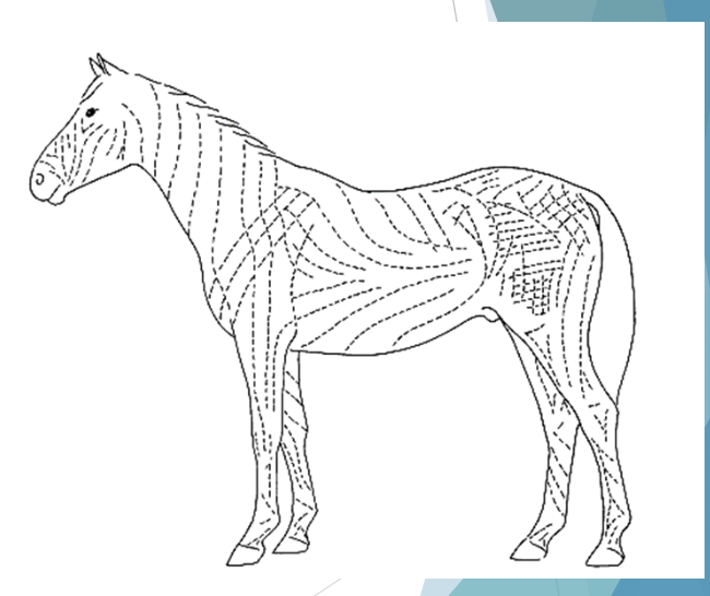 <p>relaxed skin tension lines</p><p><strong>incision parallel = least tension</strong></p><p>incision perpendicular = most tension </p>