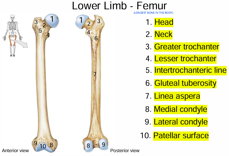 <p>Femur</p>