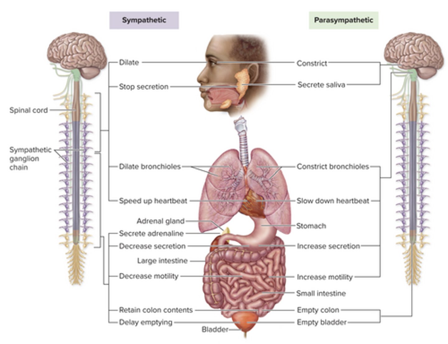 <p>Sympathetic:</p><p>-Fight-or-flight</p><p>-Prepares for stress</p><p>-↑ HR, dilate pupils, inhibit digestion</p><p>Parasympathetic:</p><p>-Rest and digest</p>