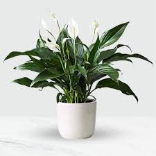 <p>peace lily</p>