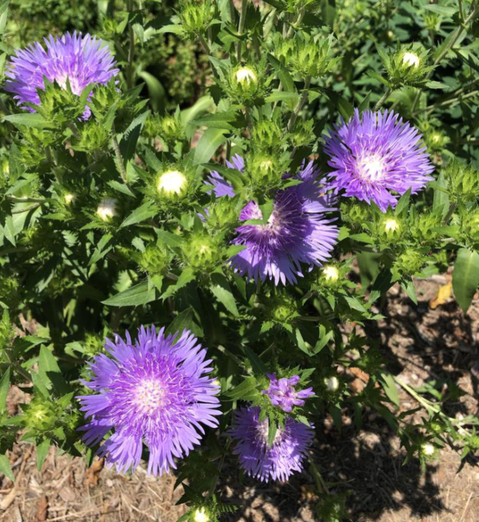 <p>Full Sun</p><p>Cottage gardens, rain gardens</p>
