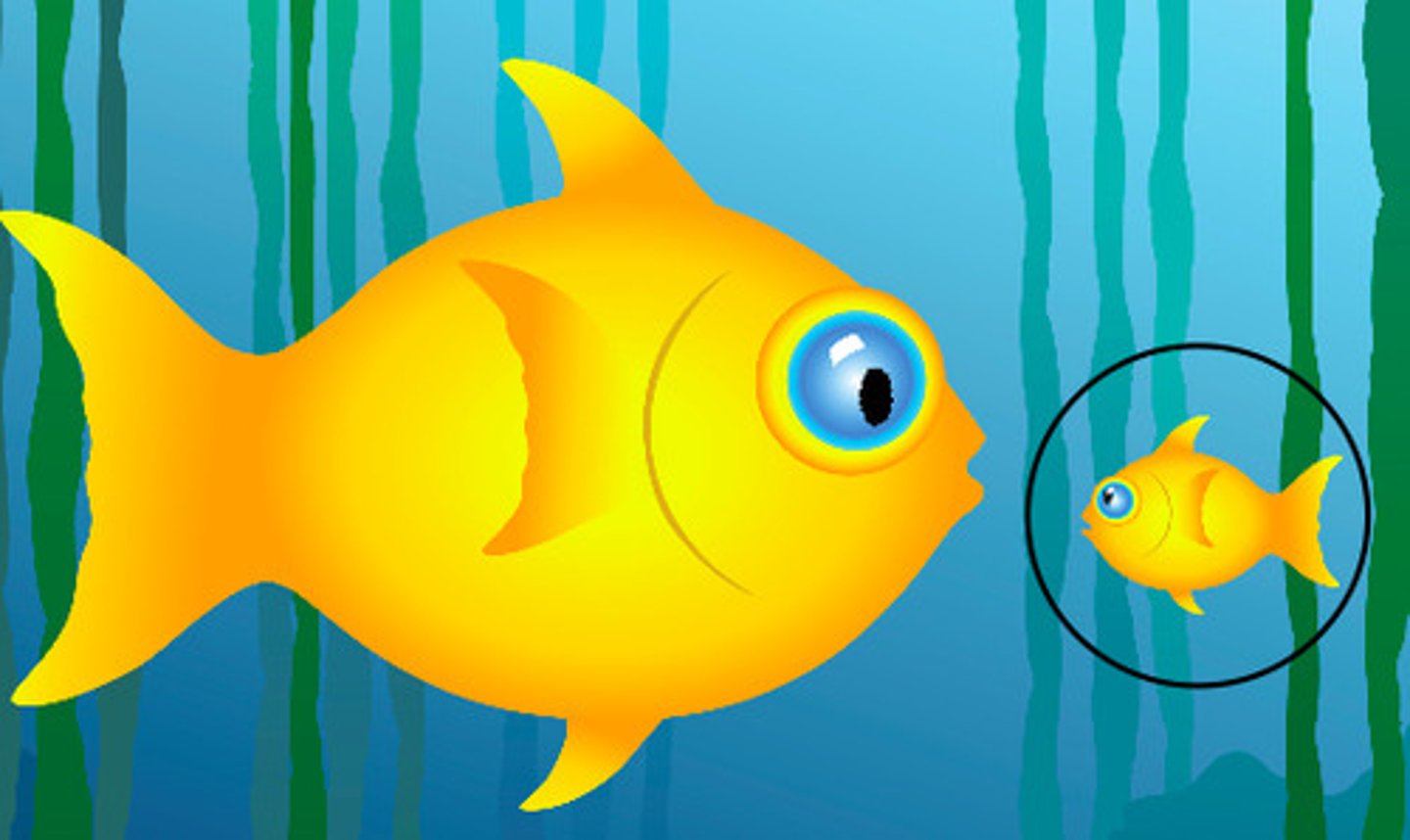 <p>small; little</p>