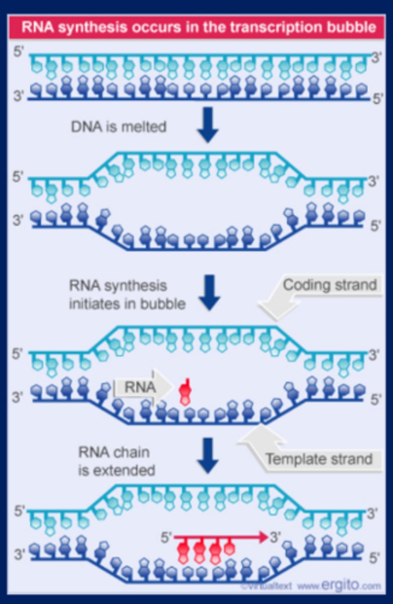 <p>DNA strands separate to form a transcription bubble (once RNA polymerase binds). RNA is synthesized by complementary base pairing with one of the DNA strands.</p><p>-Transcription bubble forms and RNA polymerase makes RNA in the bubble, the bubble follows RNA polymerase as it transcribes</p><p>-Energy to open up transcription bubble comes from closing DNA behind the RNA polymerase</p>