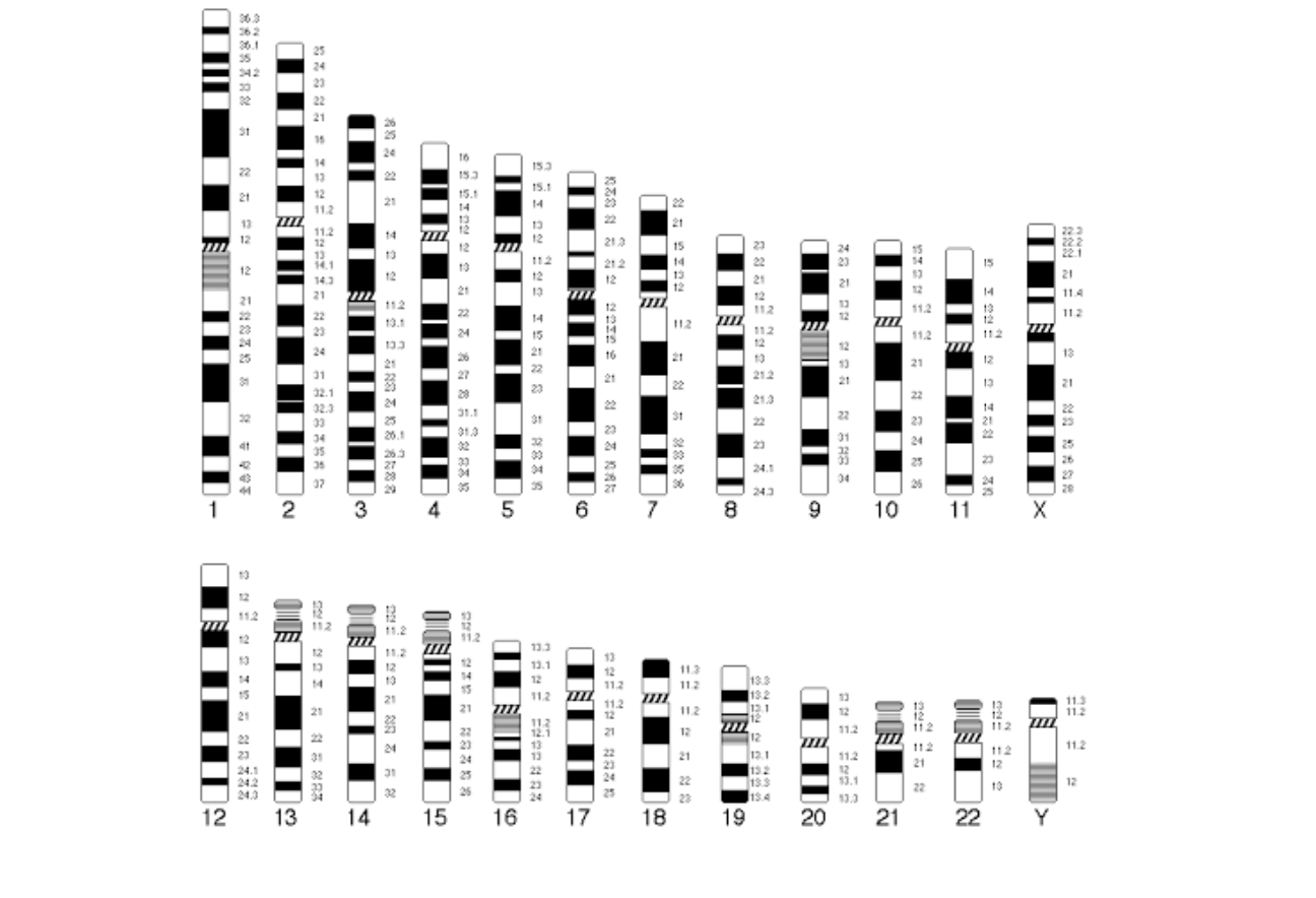 <p><strong>As chromosomal ideograms</strong></p><p>-Banding seen depends on microscope resolution</p><p>different banding resolutions to resolve bands </p><p></p><p>Grouping</p><p>-Autosomes are numbered from largest to smallest BUT </p><p>chromosomes 21 - slightly smaller than chromosome 22 </p><p>-Metacentric - centronmere is near the middle </p><p>Submetacentric - centromere at or near the end (think submarine under water)</p><p></p><p>Satelite - small segement separated by<strong> NONCENTROMERIC CONSTRICTION </strong>from the rest of a chromosome</p><p><strong>-These occur on the SHORT ARMS of most acrocentric human chromosomes </strong></p>