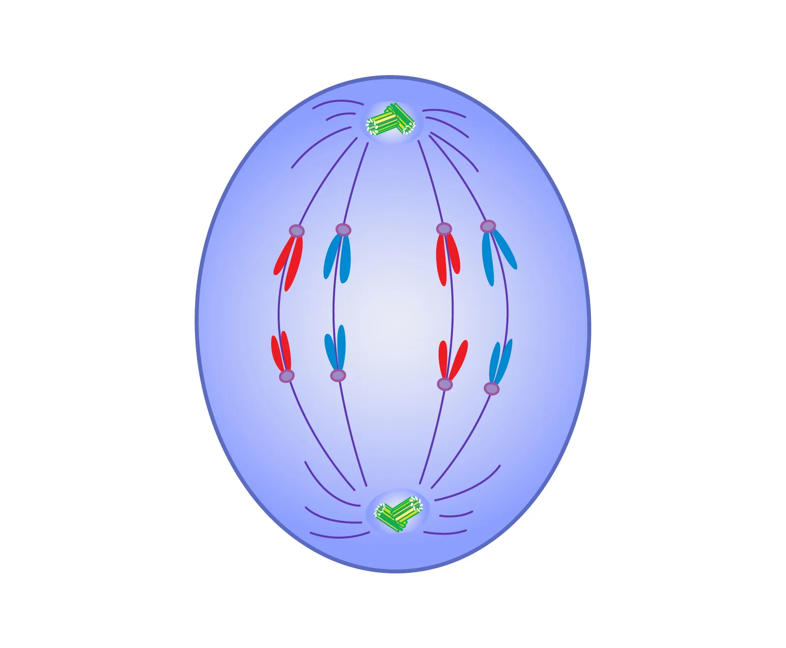 <ul><li><p>Sister chromatids are pulled apart to become individual chromosomes. </p></li><li><p>Chromosomes move until they reach centrioles on opposite sides of the cell.</p></li></ul>