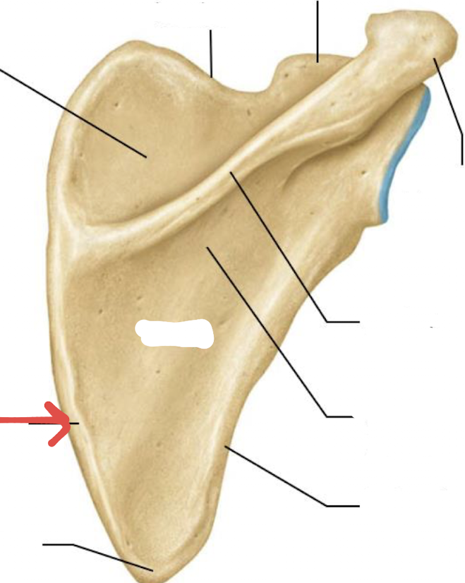 <p>what is this part of the scapula?</p>