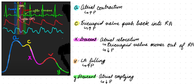 <p>a Wave: Atrial contraction</p><ul><li><p>Increase pressure</p></li><li><p>During P wave and late diastole</p></li></ul><p>c Wave: Tricuspid valve moving into atrium</p><ul><li><p>Increase pressure</p></li><li><p>During QRS and systole</p></li></ul><p>x Descent: Atrial relaxation + tricuspid valve moves out of atrium</p><ul><li><p>Decrease pressure</p></li><li><p>After QRS and during systole</p></li></ul><p>v Wave: Venous atrial filling</p><ul><li><p>Increase pressure</p></li><li><p>During T wave and late systole</p></li></ul><p>y Descent: Tricuspid valve opens for atrial emptying</p><ul><li><p>Decrease pressure</p></li><li><p>After T wave and early diastole</p></li></ul><p></p>