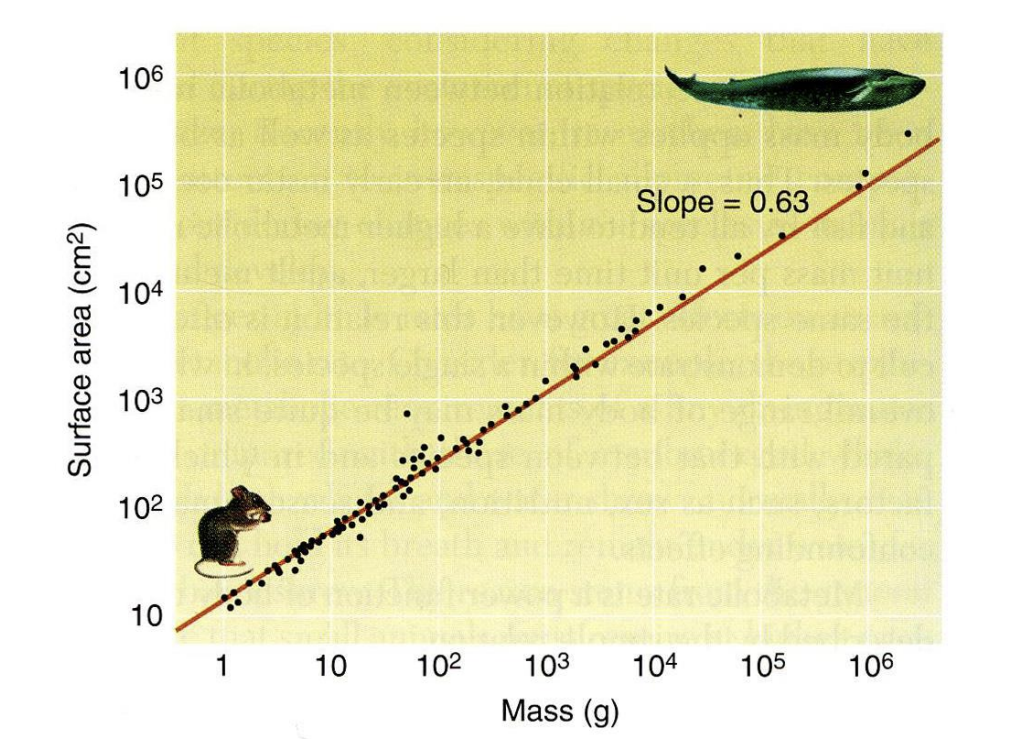 <ul><li><p>Expected→ 0.66</p></li><li><p>Real slope→ 0.63</p></li></ul><p>→ Negative allometry</p><p>e.g Whale has a smaller surface area than would be expected for its size predicted with isometry, compared to mouse</p><p></p>