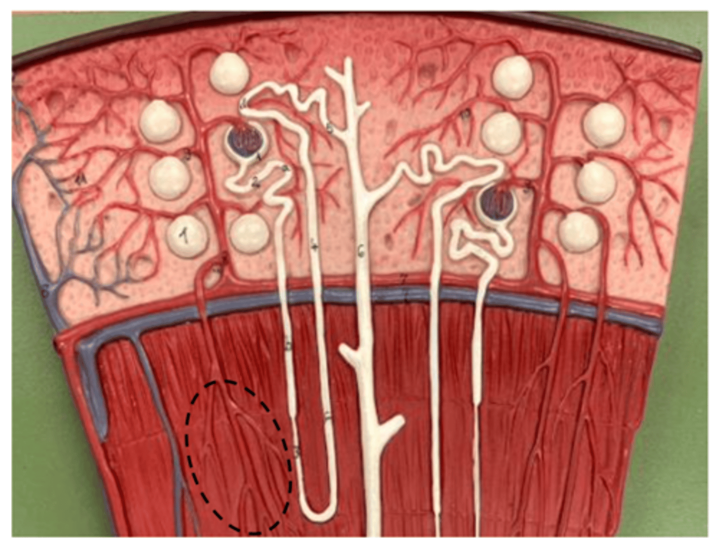 <p>leads to pyramids</p><p>where arteries and veins meet</p><p></p>
