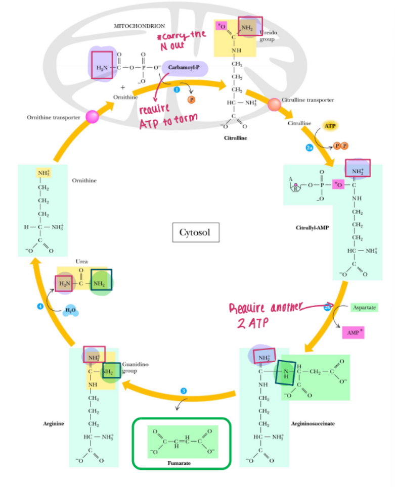 <p>Where does the urea cycle take place in the cell?</p>