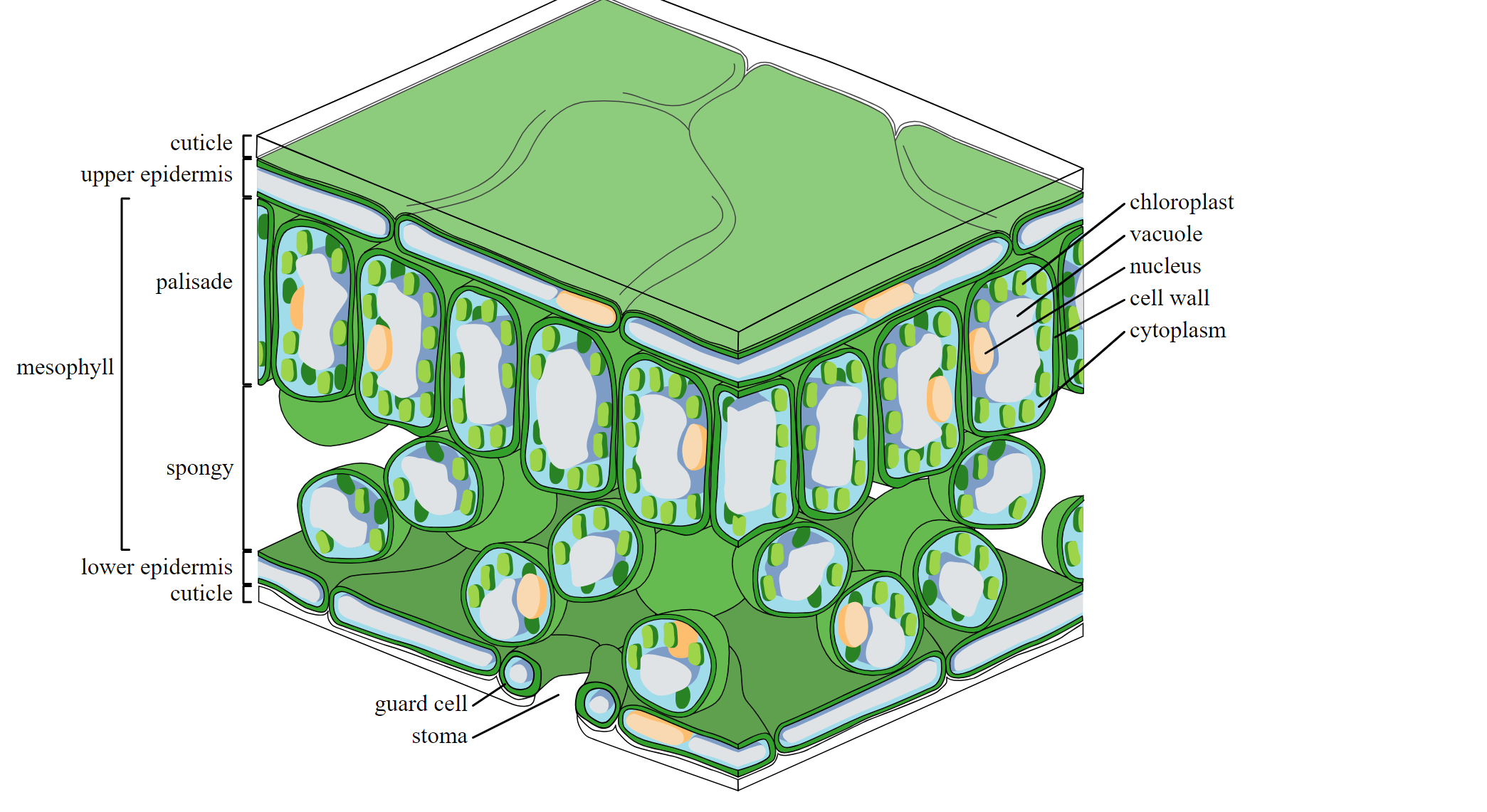 <p><span>Allows light to reach the palisade mesophyll cells</span></p>