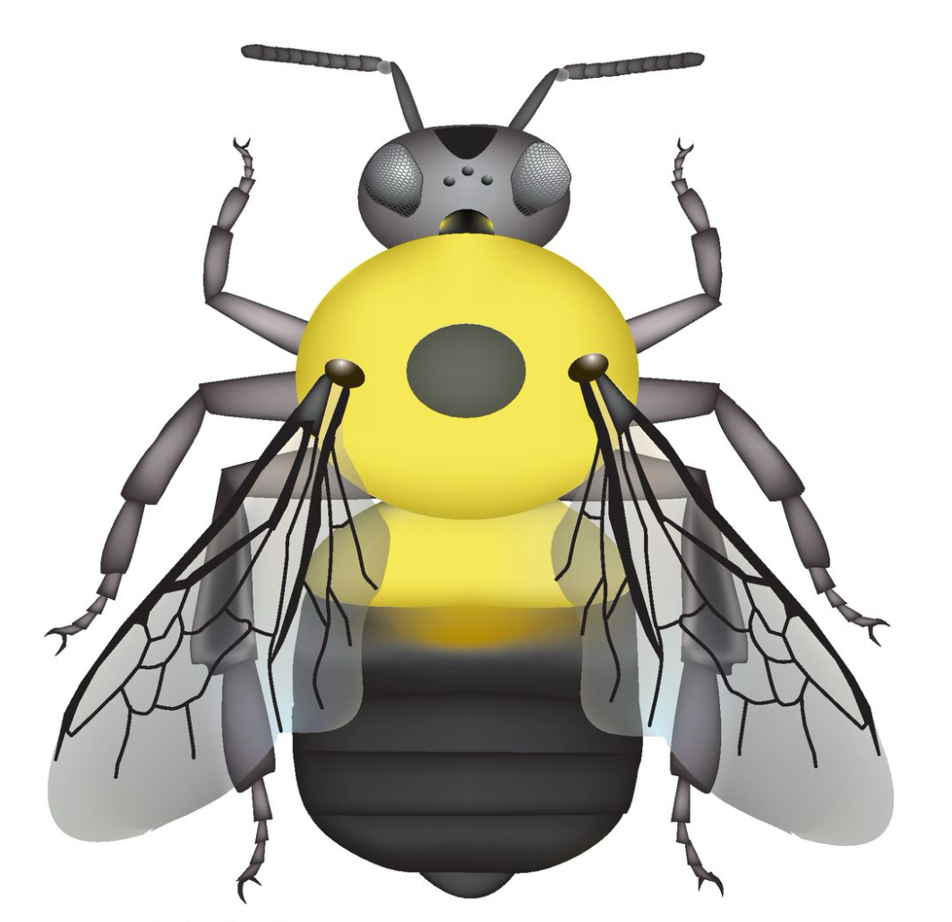 <p>Face - black, low ocelli</p><p>Cheek - short</p><p>Vertex - black</p><p>Thorax - short, dense hairs mostly yellow with small circular patch of black. </p><p>Pleura - yellow</p><p>Wings - black</p><p>Abdomen -&nbsp;T1 yellow, brown of T2 <span>forms a crescent</span></p>