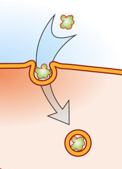 <p>endocytosis</p>