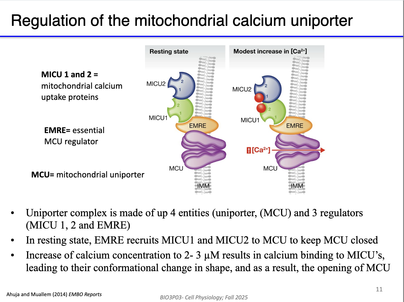 <ul><li><p class="isSelectedEnd"><strong><span>MCU</span></strong><span> (inner membrane channel) allows Ca²⁺ entry when open.</span></p></li><li><p class="isSelectedEnd"><strong><span>EMRE</span></strong><span> (MCU regulator) organizes the complex.</span></p></li><li><p class="isSelectedEnd"><strong><span>MICU1/2</span></strong><span> are Ca²⁺-binding gatekeepers:</span></p><ul><li><p class="isSelectedEnd"><span>Low Ca²⁺ → MCU closed.</span></p></li><li><p class="isSelectedEnd"><span>High Ca²⁺ → MICU1/2 bind Ca²⁺ → conformational change → MCU opens.</span></p></li></ul></li><li><p class="isSelectedEnd"><span>Allows controlled Ca²⁺ entry despite huge electrical driving force.</span></p></li><li><p><span>Mitochondria store Ca²⁺ and also use it to </span><strong><span>stimulate the Krebs cycle & ETC.</span></strong></p></li></ul><p></p>
