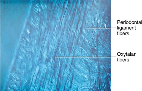 <ul><li><p><strong>Bundles of microfibrils</strong></p></li><li><p>Resemble elastic fibrils</p></li><li><p>Intertwined <strong>lengthwise</strong> to form fiber</p></li><li><p>Acid resistant</p></li><li><p>Insert into the cementum especially at the <strong>cervical</strong> <strong>region</strong></p></li></ul><p></p>