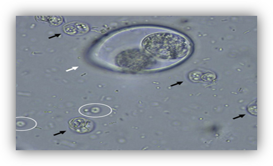 <p>Host: canines, felines, guinea pigs, snakes Location: small intestine Transmission: ingestion of oocysts Diagnosis: standard fecal float Treatment: supportive care Zoonotic? yes Key fact: very small and may not be observed in same plane of focus as other eggs. acid fast stain or lugol&apos;s iodine helps most common zoonotic species</p>