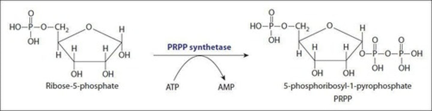 <p>Phosphoribosylpyrophosphate synthetase is responsible for generating PRPP.</p>