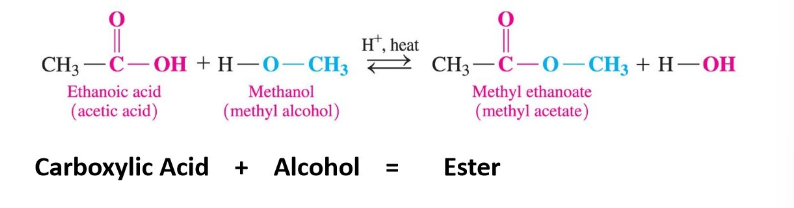 <ul><li><p>ester formation</p></li><li><p>carboxylic acid + alcohol</p></li><li><p>requires H+ and heat</p></li><li><p>carboxylic acid loses OH, alcohol loses H</p></li><li><p>forms water</p></li></ul>