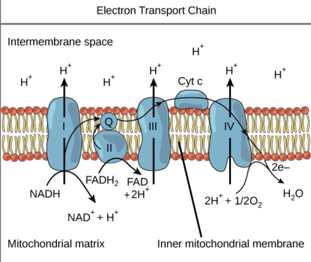 <p>Complex IV or cytochrome c oxidase </p>