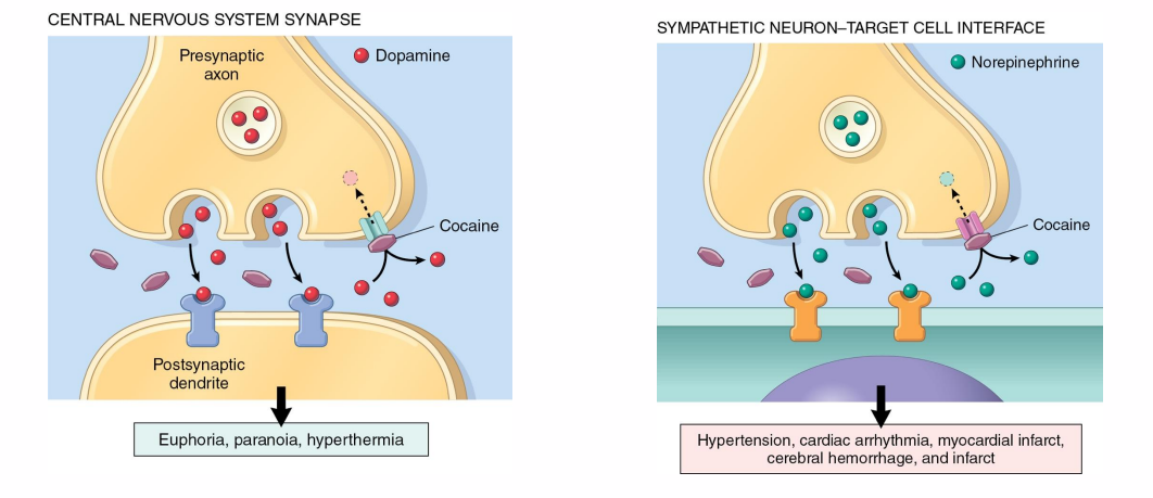 <p>- note that we are focusing on the reward pathway with dopamine, we aren't really considering norepinephrine pathway</p>