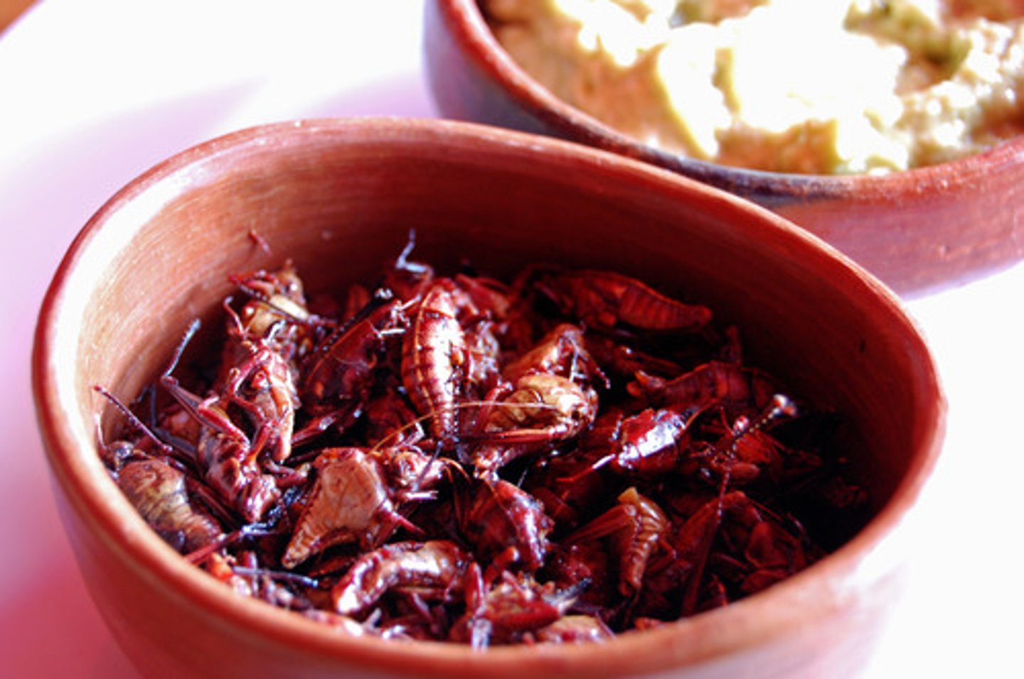 <p>los chapulines</p>