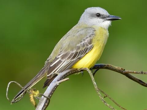 <p>similar to western kingbird - yellow chest, grey back</p>