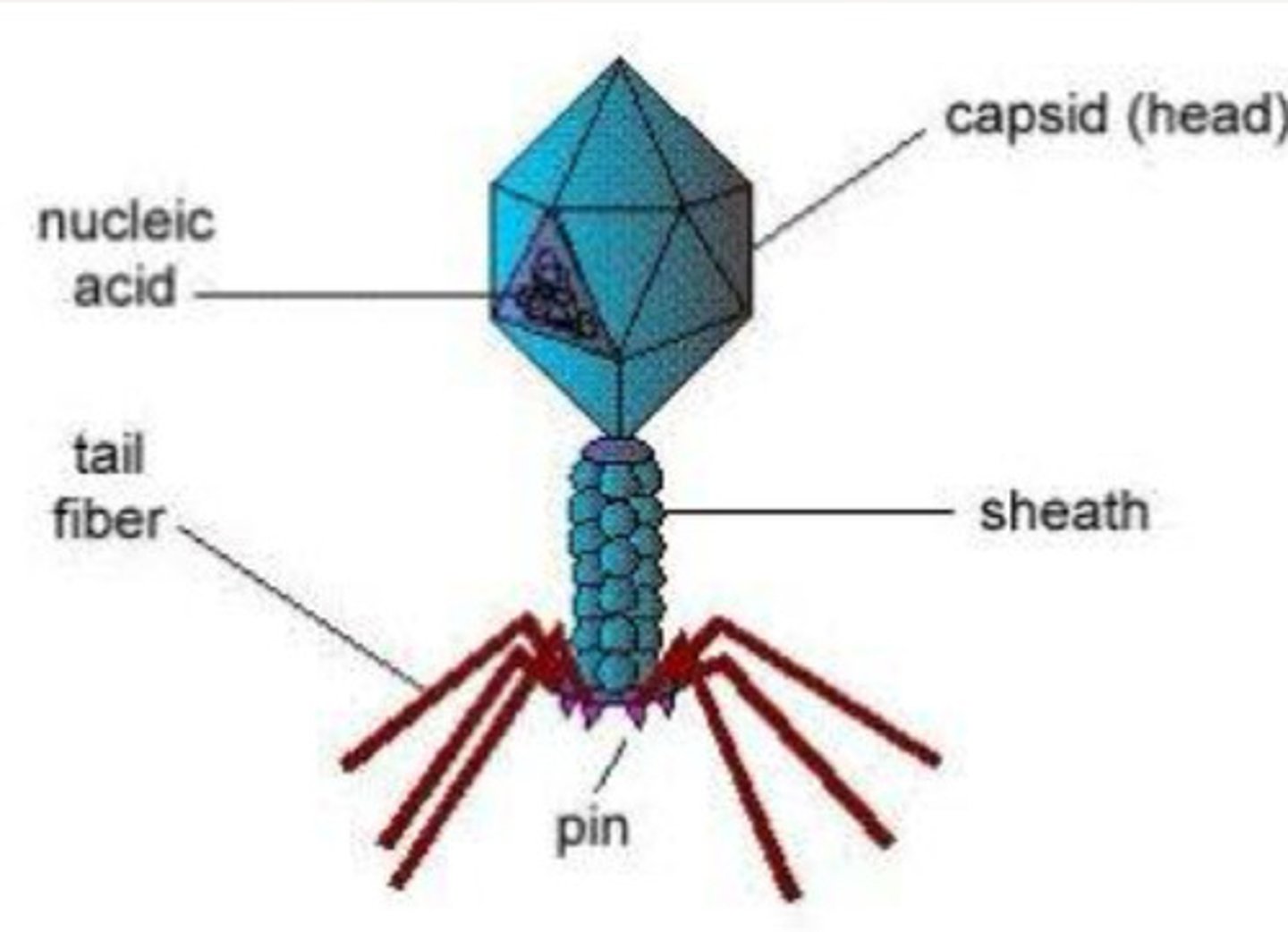 <p>Virus</p>
