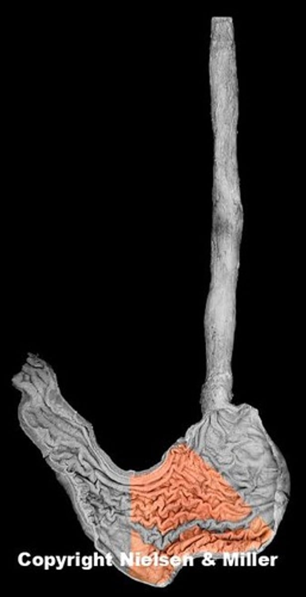 knowt flashcard image