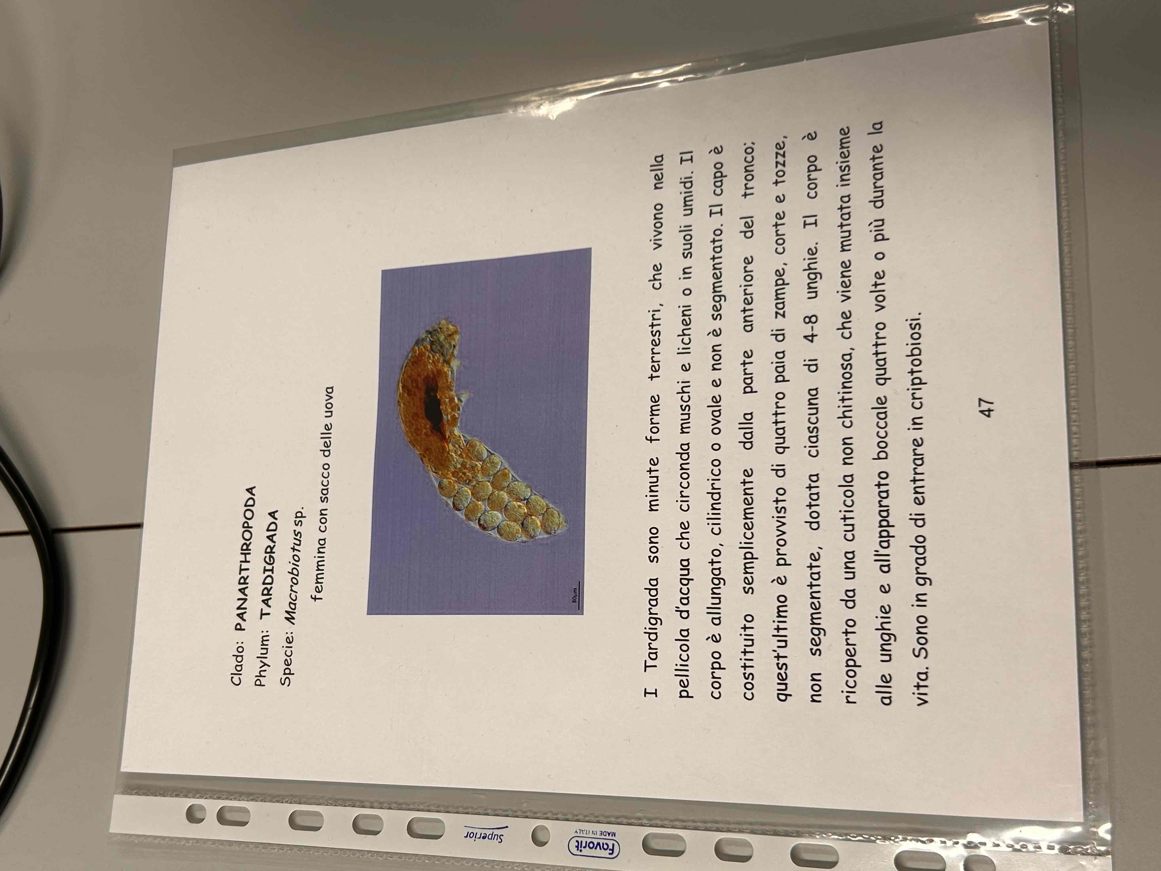 <p>Panartropodi</p><p>Tardigradi (con uova)</p>