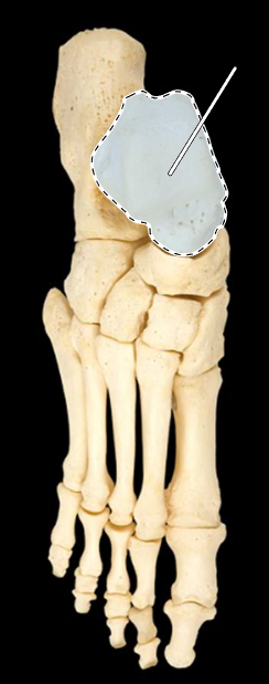 <p>Name this bone.</p><p>(Superior view, right side).</p>
