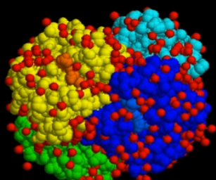 <p>It’s the quaternary structure. This is what actually arranges the protein based on the different peptide chains. <br><br>In hemoglobin for example, there were four peptide chains. Look at the image: </p>