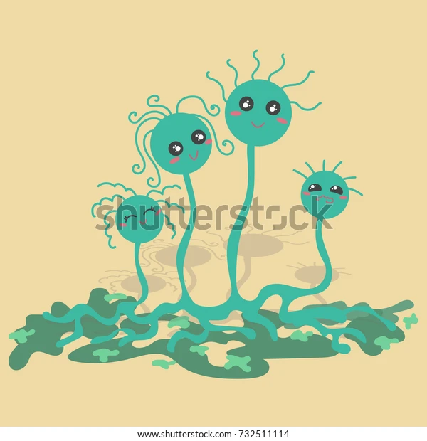 <ol><li><p>Candida </p></li><li><p>Aspergillus</p></li><li><p>Mucorales</p></li></ol><p></p>